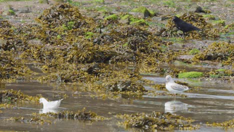 two seagulls search for food among kelp and tidal pools on a sunlit, rocky beach. static camera, natural daylight, calm coastal atmosphere