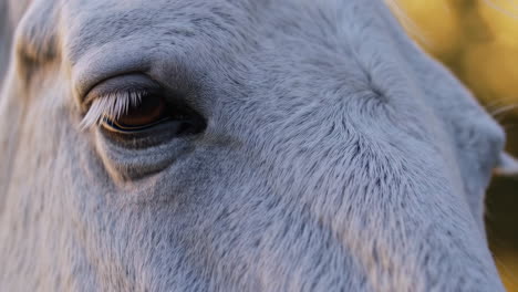 close-up of a horse's eye and fur