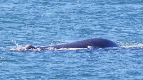 Right whale blows a spray of water from its blow hold and slowly dives down