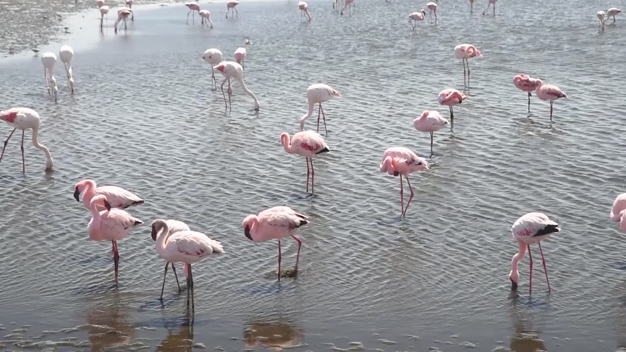 물 속 의 플라밍고 무리