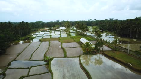 Disparo-De-Drones-Volando-Sobre-Algunas-Terrazas-De-Arroz-Inundadas-En-Bali,-Indonesia