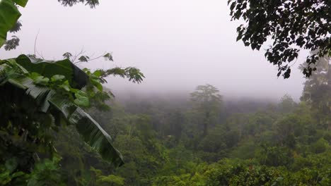 wet and rainy weather conditions in dense rainforest on tropical island of bougainville, papua new guinea