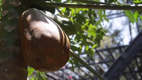 low angle with a big fruit papaya