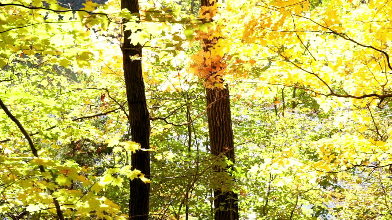 두 개의 가느다란 나무 줄기와 황금빛 잎사귀 뒤에 반짝이는 물이 반짝거립니다.