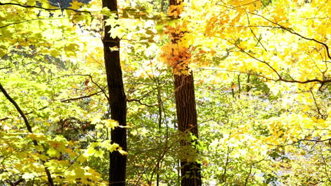 glistening water scintillates behind two slender tree trunks and golden foliage