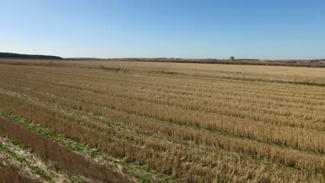 el campo de trigo dorado