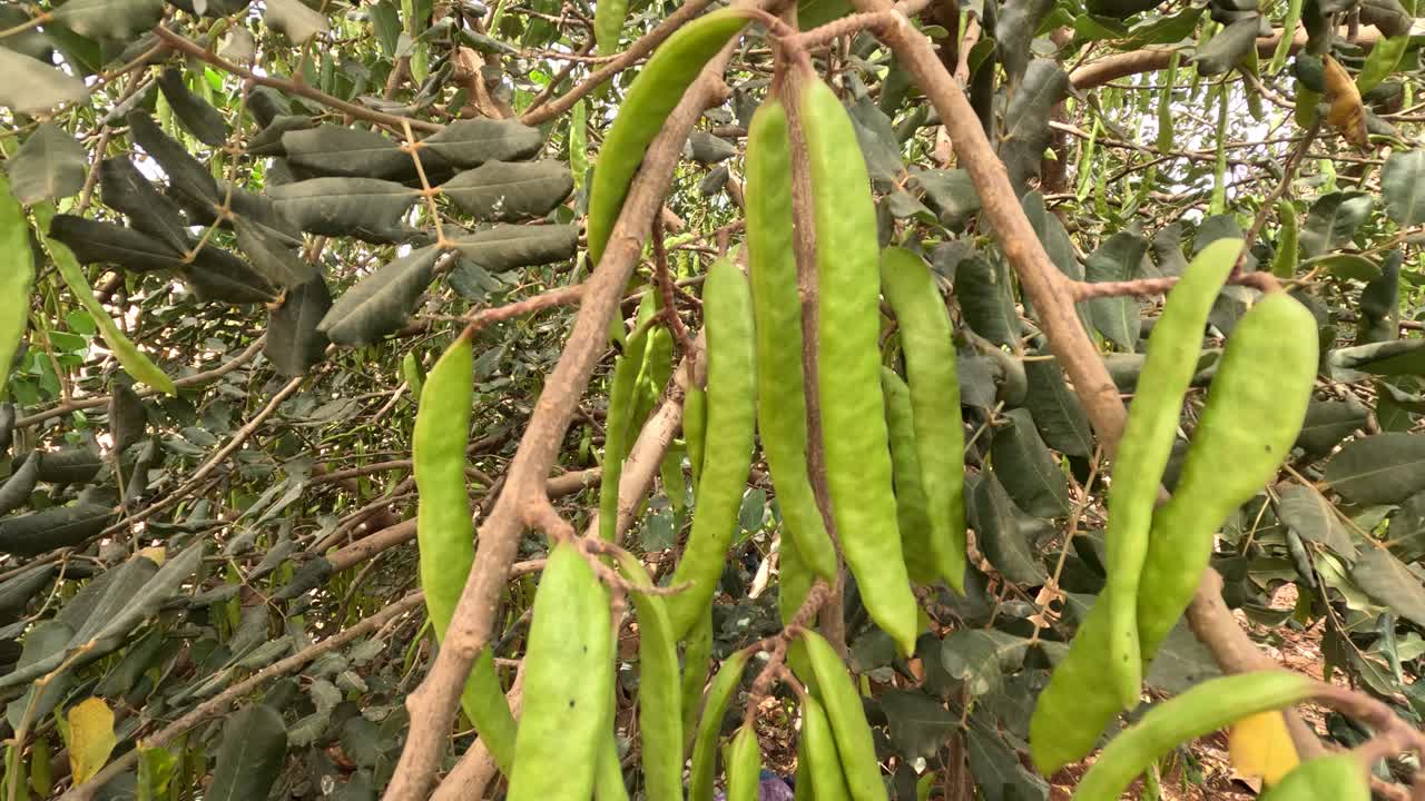 árbol de algarrobo a la luz del sol con tallos de frutas colgando de ramas
