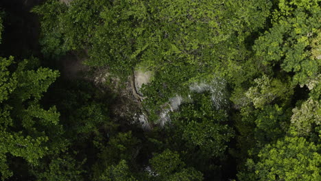 dense forest canopy at rio caño frío near the edge of playa rincon in samana, dominican republic