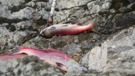 Traditional-Indigenous-First-Nations-salmon-fishing-along-a-river-in-BC