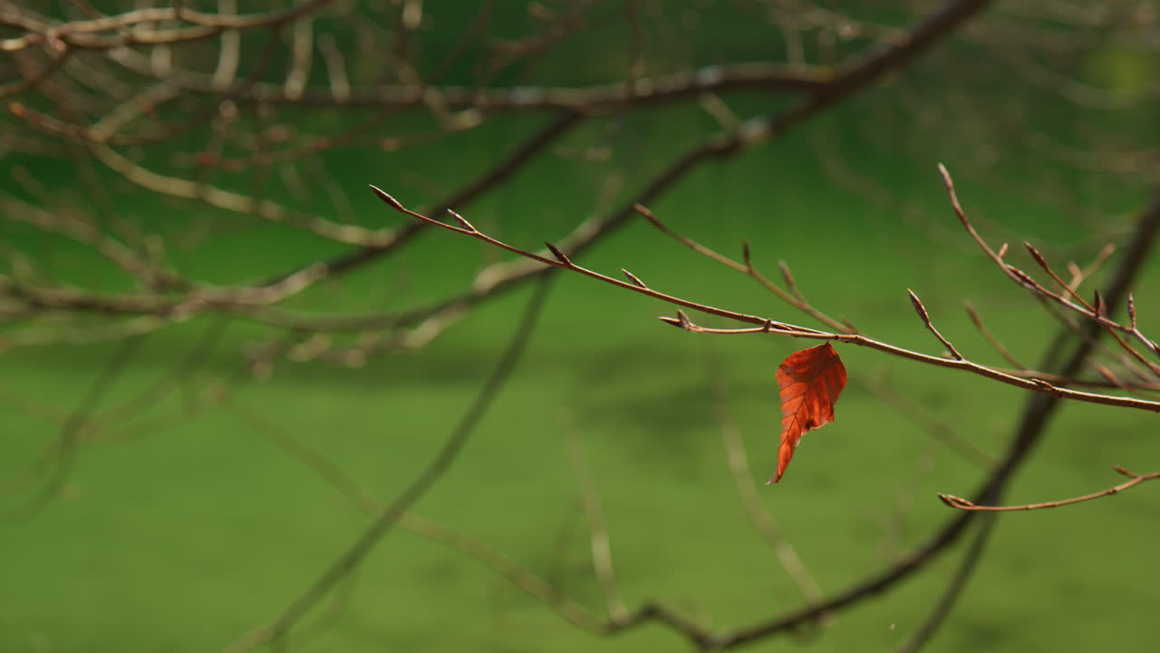 Orange and Brown Single Leaf On Bare Tree Of European Beech. Selective Focus Shot