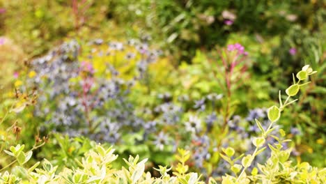 close-up of garden plants with blurred background