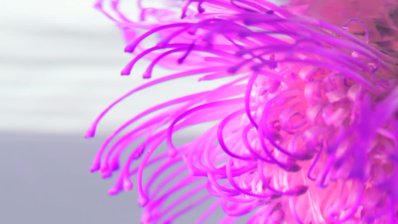 물  에 있는 활기찬 보라색 꽃 의 클로즈업