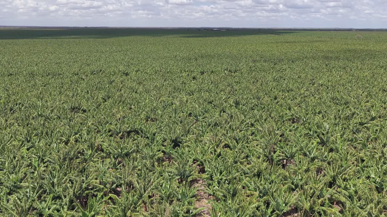 Riprese aeree oblique su una vasta piantagione di alberi di palma da banana, prodotto alimentare