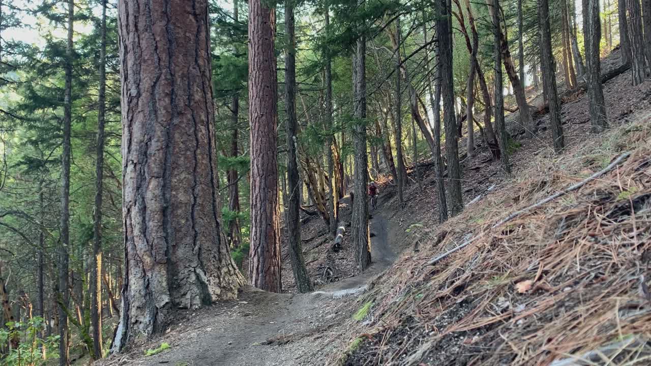 Mountain bike rider in the forest Approaching fast to the camera