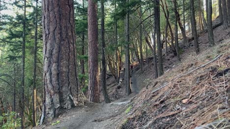 mountain bike rider in the forest approaching fast to the camera