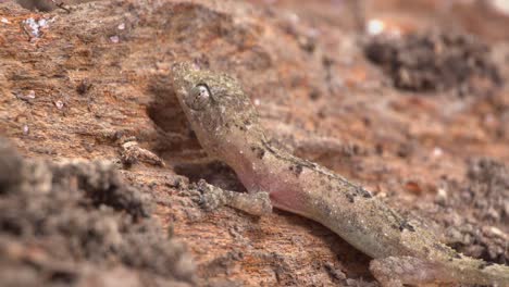 camouflaged amazon gecko hiding on rugged rocks - full