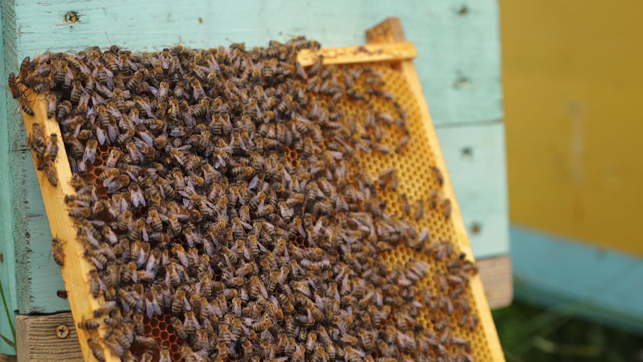 Working bees produce honey. Cute brown useful bees crowl on frame near hives. Apiculture concept.