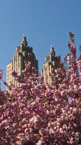 the breathtaking sight of sakura blooms adorning new york's central park