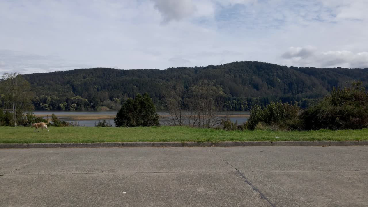 hombre andando en bicicleta de un lado a otro mientras lo sigue su mascota con un hermoso fondo verde y un cielo azul nublado