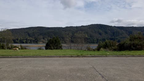 Man-bikjing-from-one-side-to-the-other-while-being-followed-by-his-pet-with-a-beautiful-green-background-and-cloudy-blue-sky