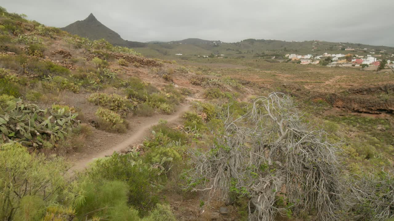 сухое дерево на тенерифе скалистый ландшафт с пустынными растениями, растущими весной, отдаленная деревня на заднем плане, канарские острова, испания