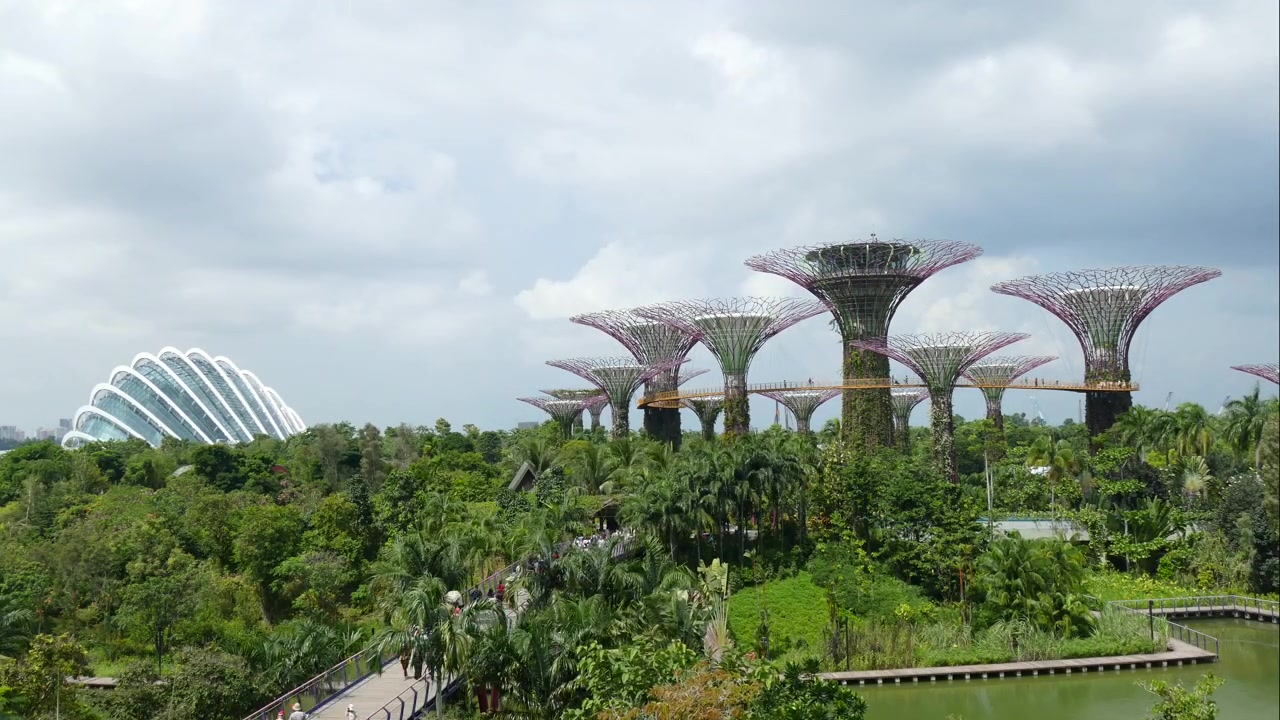 Boschetto di alberi nel Garden in the Bay, Singapore.