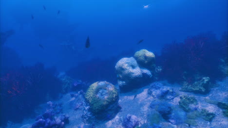 underwater coral reef teeming with marine life in vibrant blue waters