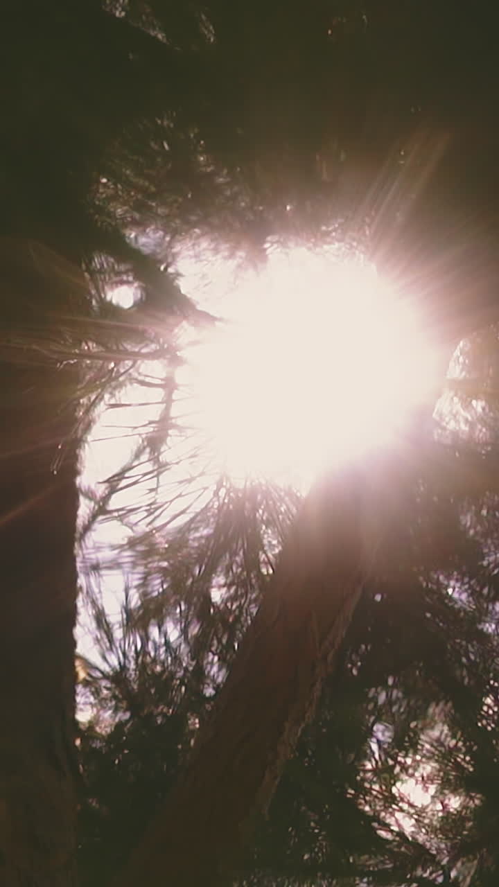 CU, slow motion: silhouette of old large pine tree with branches growing in summer forest against bright back sunlight in morning extreme close view