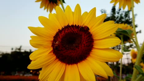 las abejas están polinizando el girasol en el día del cielo azul brillante.