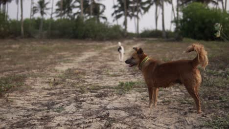 Brown-dog-with-collar-stares-at-white-black-dog-running-off-to-palm-trees,-tropical-setting
