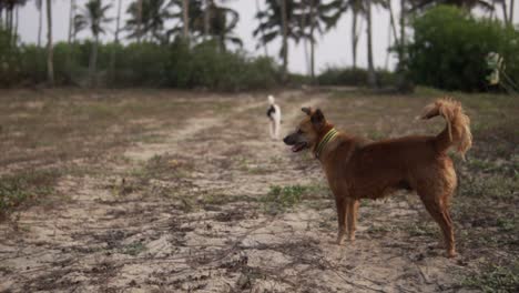 brown dog with collar stares at white black dog running off to palm trees, tropical setting