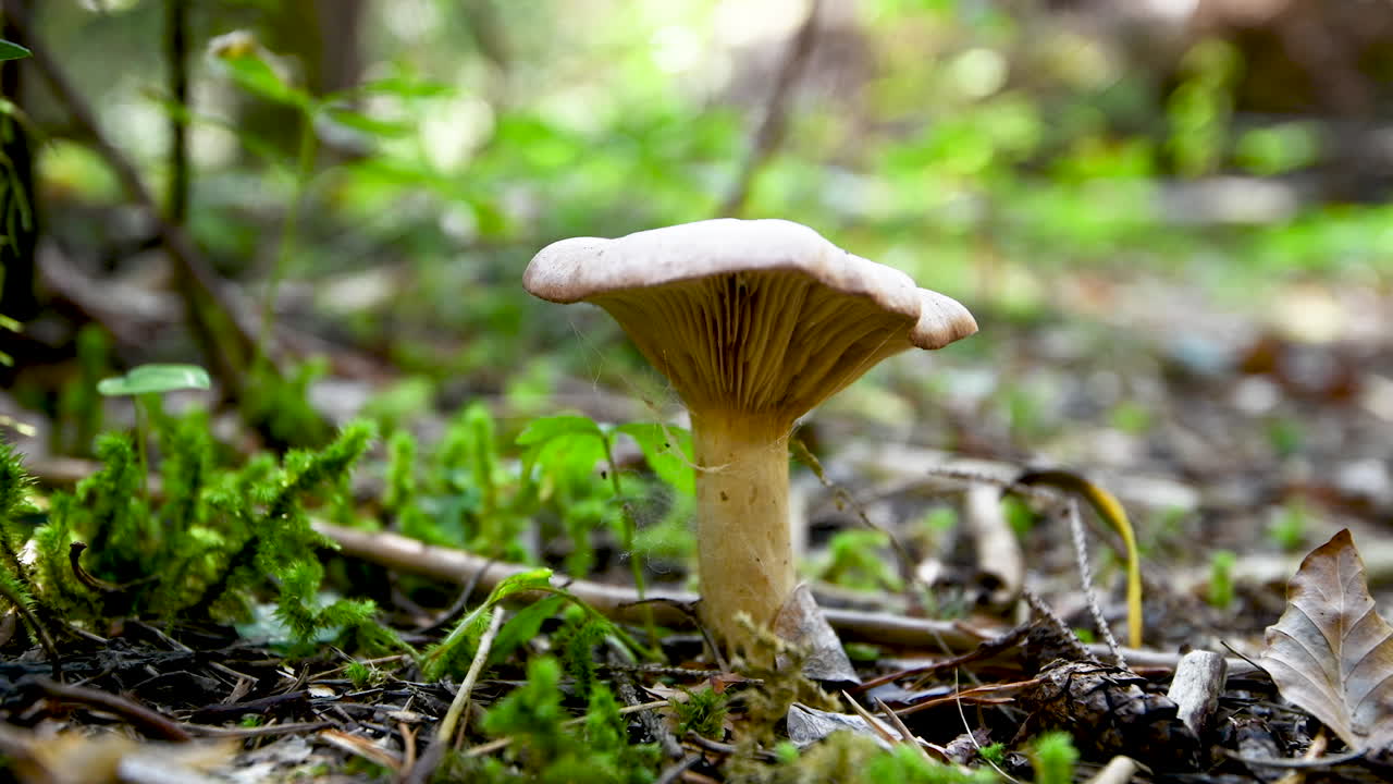 Mushroom on forest floor, spider web hanging from hat, green moss in background, close up, 4k, low angle, level, steady shot