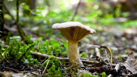 Pilz-Auf-Waldboden,-Spinnennetz,-Das-An-Einem-Hut-Hängt,-Grünes-Moos-Im-Hintergrund,-Nahaufnahme,-4k,-Niedriger-Winkel,-Eben,-Gleichmäßige-Aufnahme