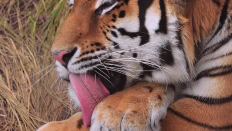 Sibirischer-Tiger-Aus-Nächster-Nähe.-Der-Sibirische-Tiger-Wurde-Je-Nach-Der-Region,-In-Der-Die-Tiere-Beobachtet-Wurden,-Auch-Amur-Tiger,-Mandschurischer-Tiger,-Koreanischer-Tiger-Und-Ussurischer-Tiger-Genannt.