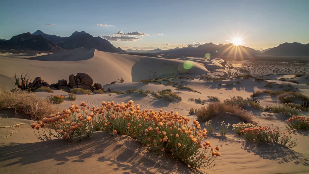 Descending sun moving toward horizon, casting glow on desert dunes and orange-pink shrubs' shadows