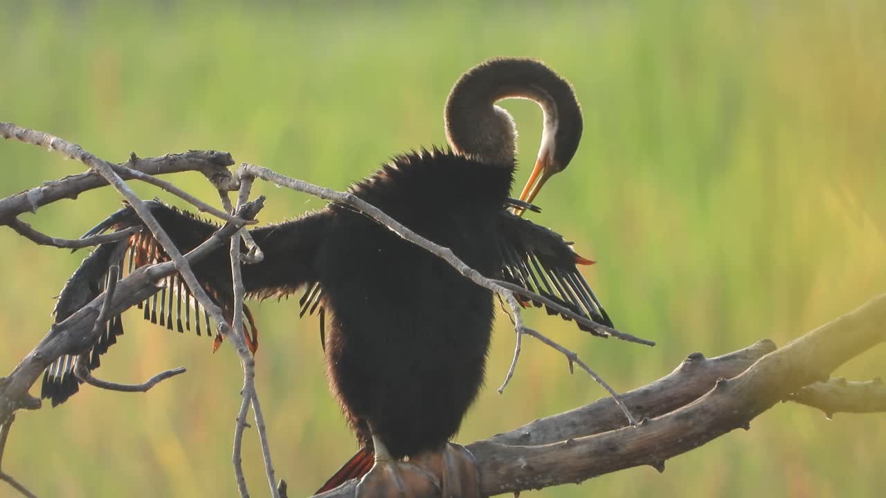 안힝가는 연못에서 놀며 기도를 기다리고 있습니다.