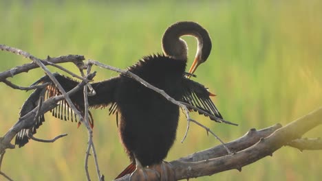 Anhinga-Relajándose-En-El-Estanque-Y-Esperando-Orar.