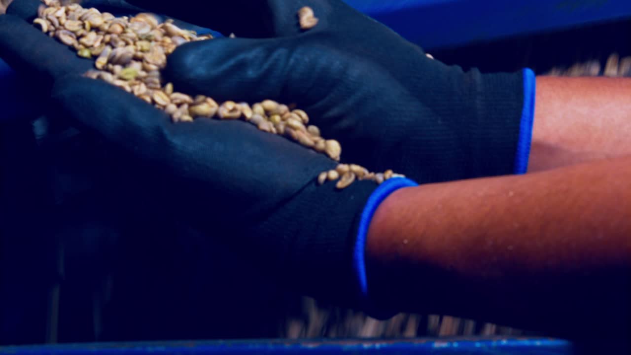 Checking the unroasted, organic coffee beans as they tumble out of the shaker at the factory
