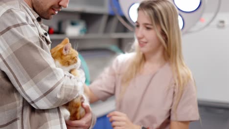 close up a blonde veterinarian girl strokes a red-haired white cat which is held in her hands by a brunette guy in a white checkered shirt during an appointment with the veterinarian