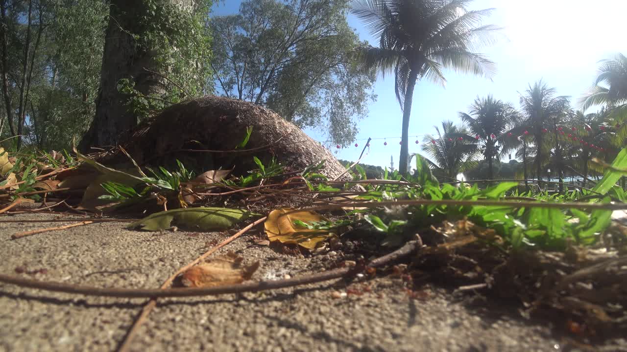 The Weaver ants army is moving toward the nest located on the tree. They are all from the same colony and are actively searching for food during the day.