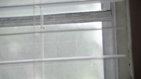 Close-up-of-a-fly-buzzing-on-a-window-sill,-stuck-between-the-window-and-the-Venetian-blinds