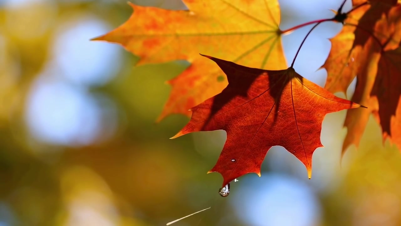 Water Droplet Falling from Vibrant Red Autumn Maple Leaf