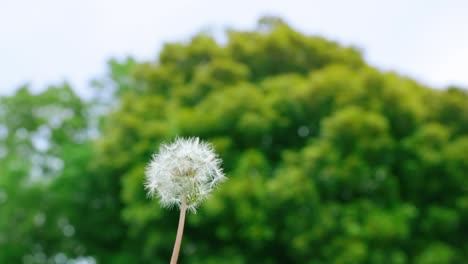 dandelion fluff swaying in the wind