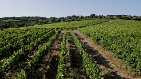 Close-up-drone-shot-of-a-huge-vineyard-in-tuscany,-italy,-during-midday