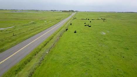 cows on a road in california