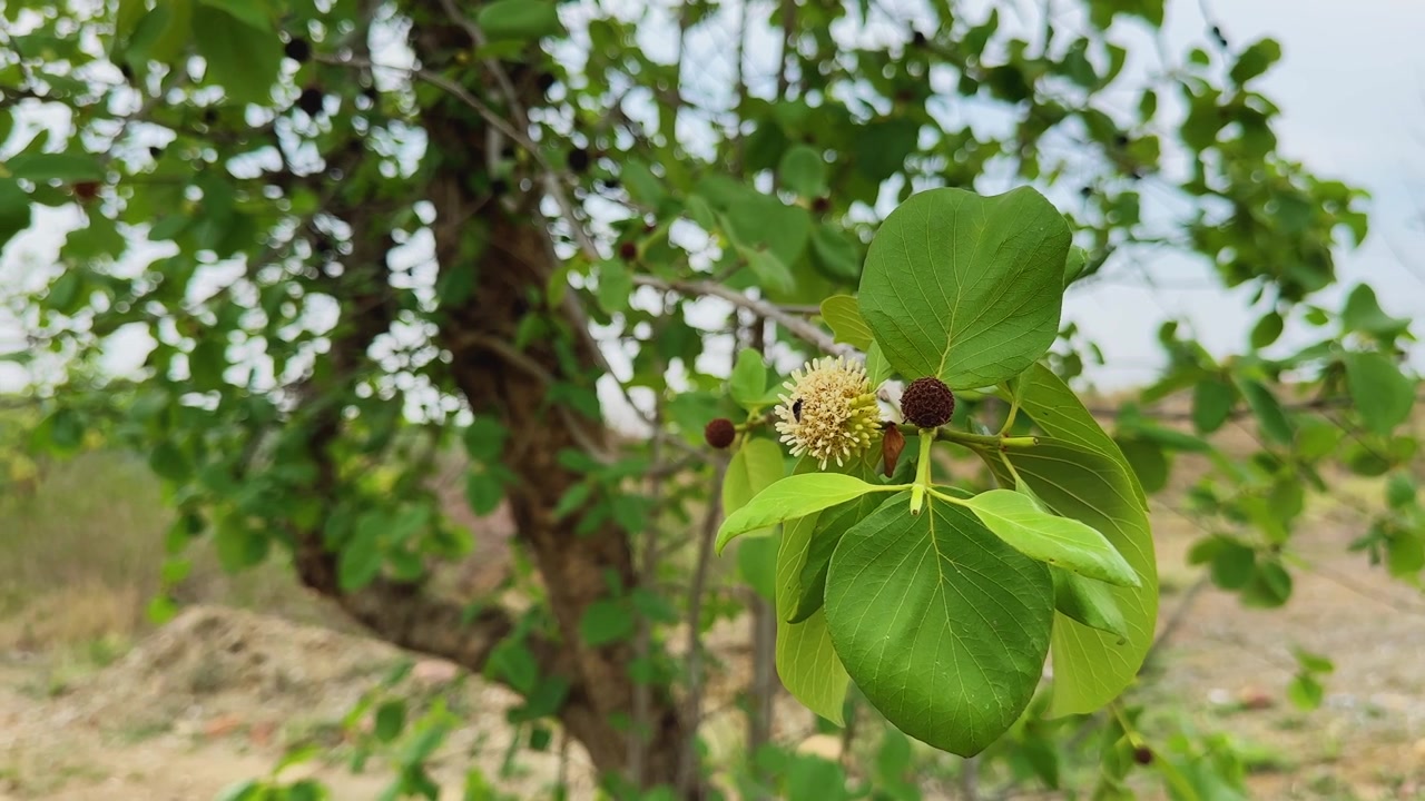 Un primo piano cattura un ramo fiorito di Mitragyna parvifolia con fiori sferici, foglie verdi fresche e frutti in via di sviluppo, evidenziando un albero indiano autoctono di importanza ecologica e culturale