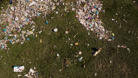 aerial top down of desolated rubbish dump waste plastic pollution in natural green meadow, abandoned countryside area with stray dog running away