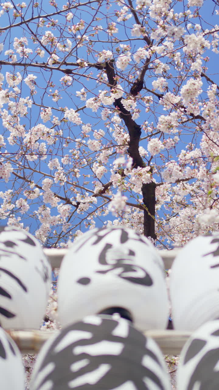 White paper lanterns with cherry blossoms on the background in the courtyard of the Senso-ji temple in Asakusa, Tokyo, Japan. Vertical. Translation:" Emperor names"