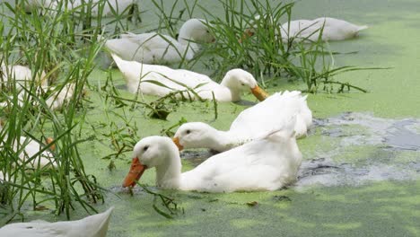 ducks swimming a green pond natural habitat wildlife serene environment close-up view