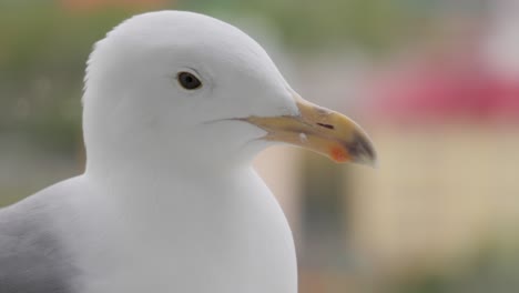 the head of a seagull in close-up.